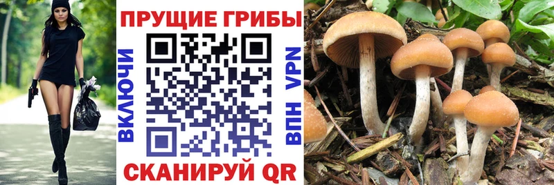 МЕГА вход  Щёкино  Галлюциногенные грибы MAGIC MUSHROOMS 